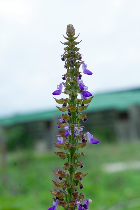 a close up of a purple flower