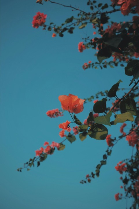 a tree branch with red flowers against a blue sky E9g_Yvo