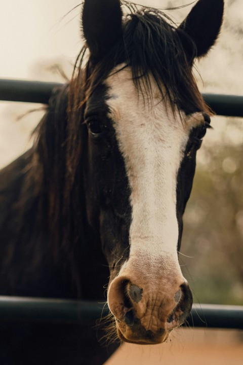 a black and white horse sticking its head over a fence