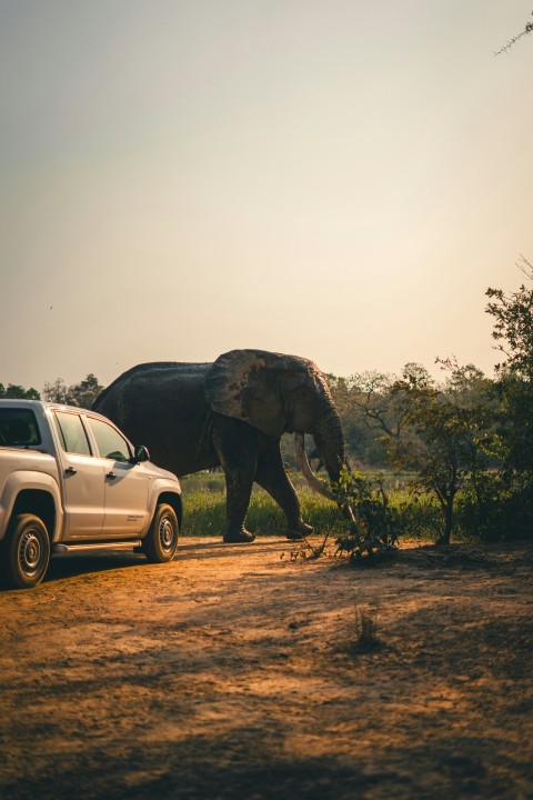 an elephant walking across a dirt road next to a truck