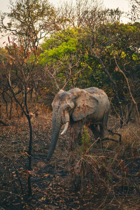 an elephant walking through a forest filled with trees