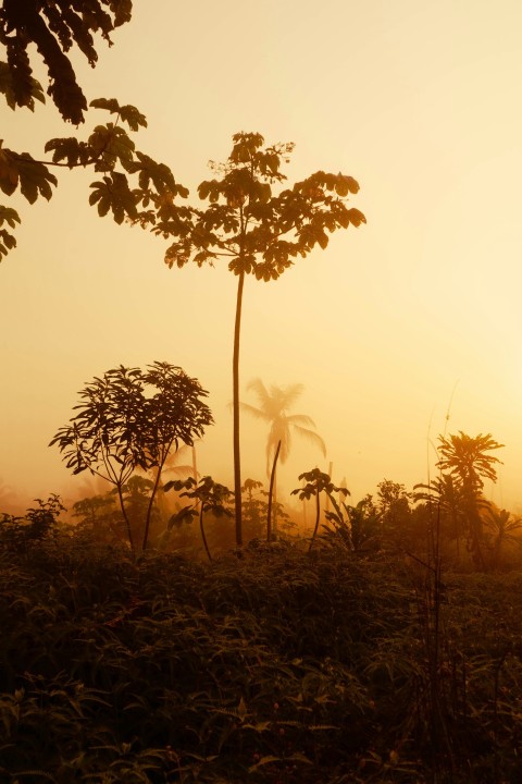 the sun is setting in the distance behind some trees