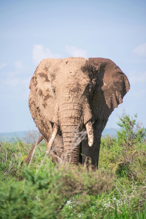 an elephant standing in a grassy field on a sunny day