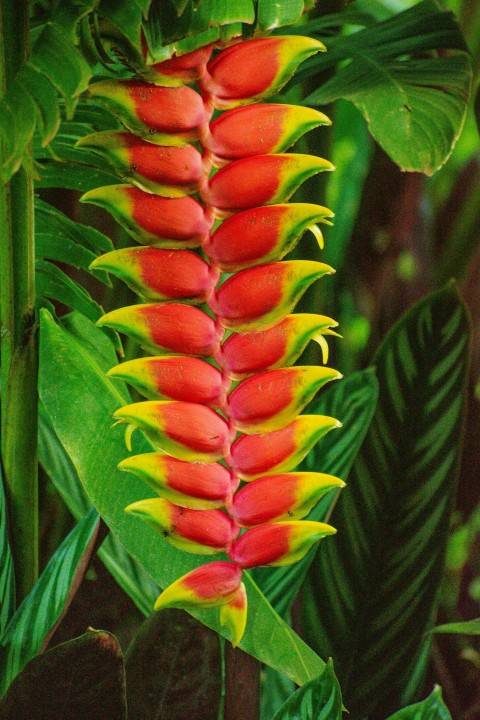 a close up of a plant with red and yellow flowers jQLU