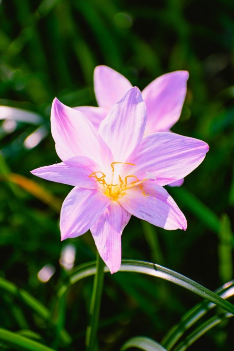 a pink flower with a yellow center in a field S38oR3D