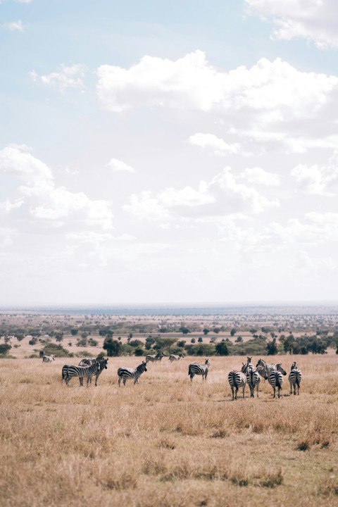 a herd of zebra standing on top of a dry grass field