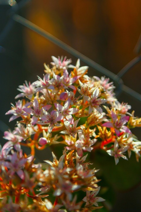 a close up of a flower with a fence in the background