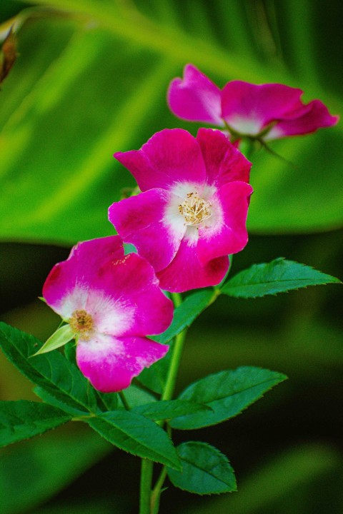 two pink flowers with green leaves in the background