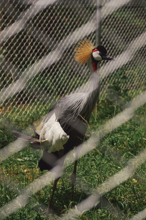 a bird with a long neck and a long tail standing in the grass behind a