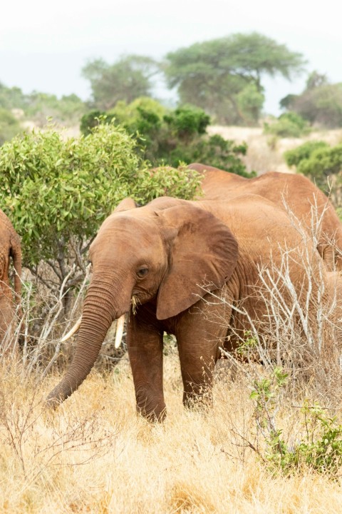 a couple of elephants walking through a dry grass field