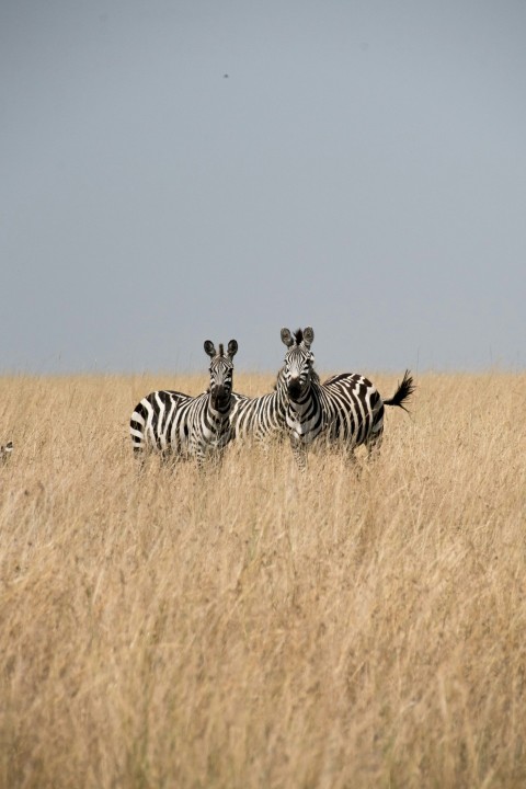 two zebras are standing in the tall grass kf01i47j