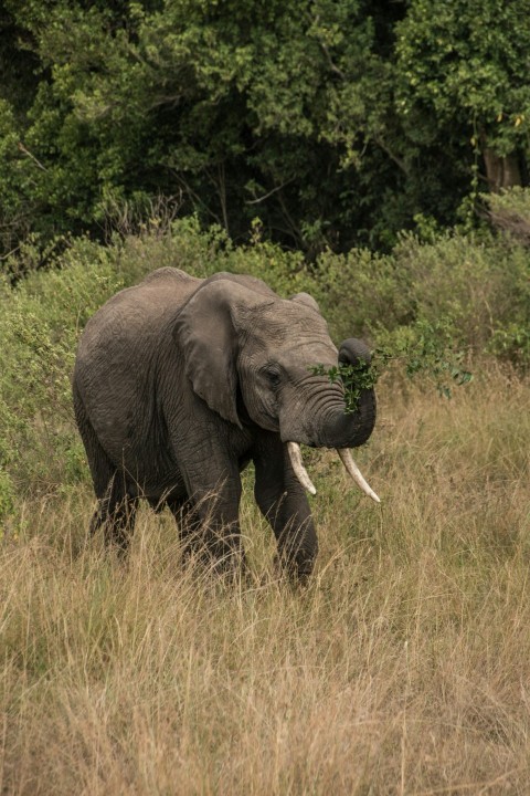 an elephant walking through a grassy field with trees in the background