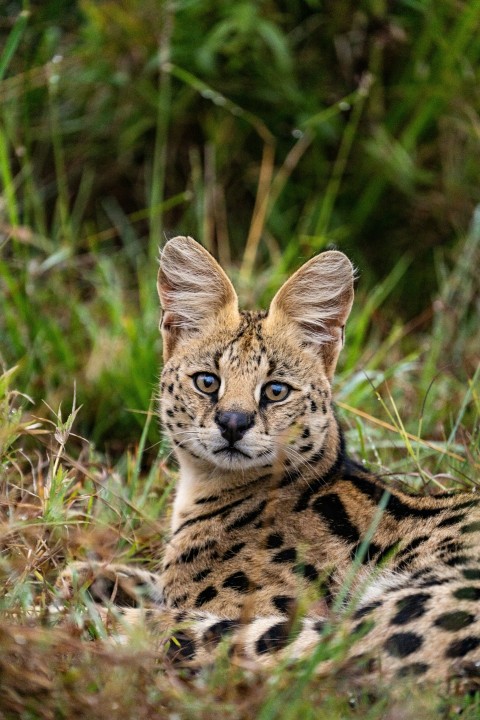 brown and black leopard on green grass during daytime