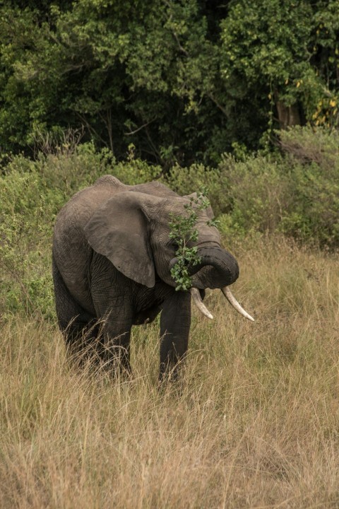 an elephant standing in a field with trees in the background