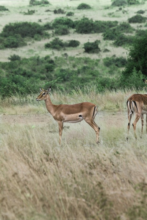 a couple of deer standing on top of a grass covered field