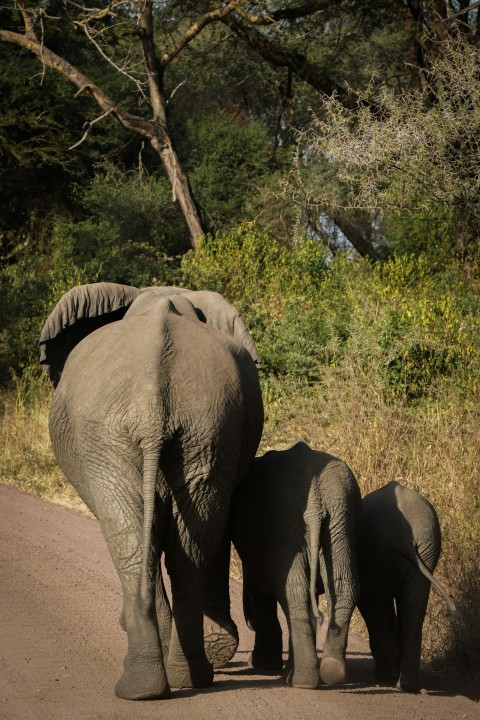 an adult elephant and a baby elephant walking down a road L