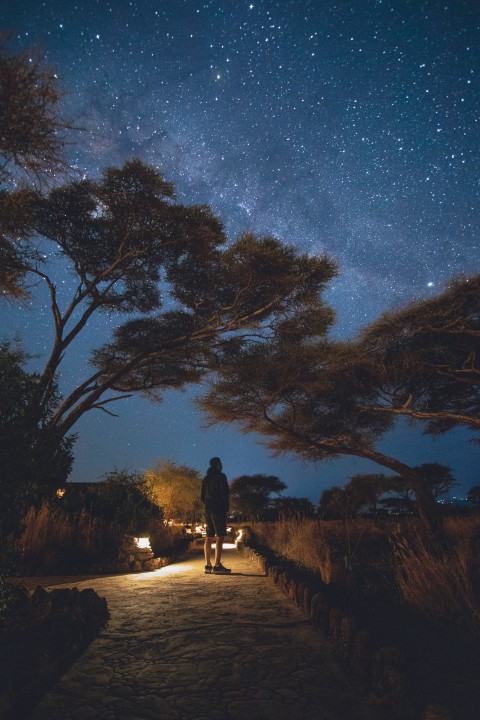 man and woman walking on pathway between trees under starry night