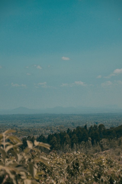 a view of a field with trees and mountains in the distance