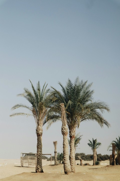 a couple of palm trees sitting on top of a sandy beach 3UDt