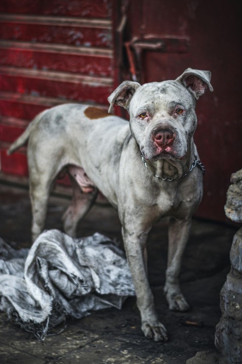 a white dog standing next to a pile of clothes dykLJf