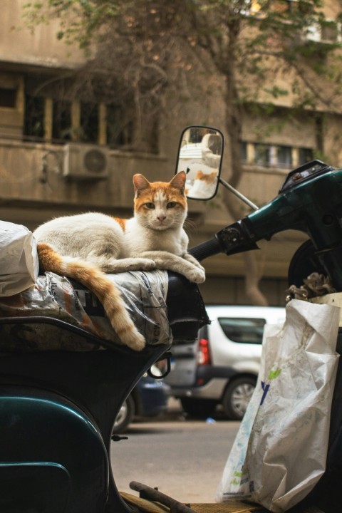 an orange and white cat laying on the back of a moped 2FxFyEPi