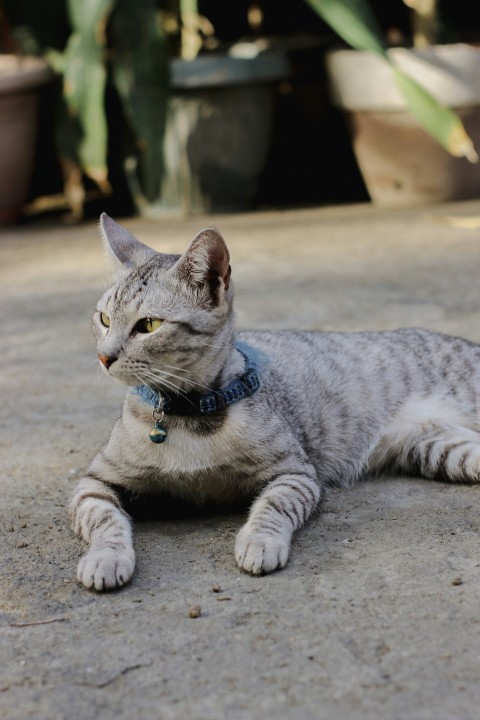 a cat laying on the ground in front of a potted plant