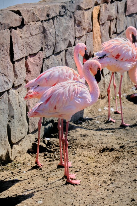 a group of flamingos standing next to a stone wall