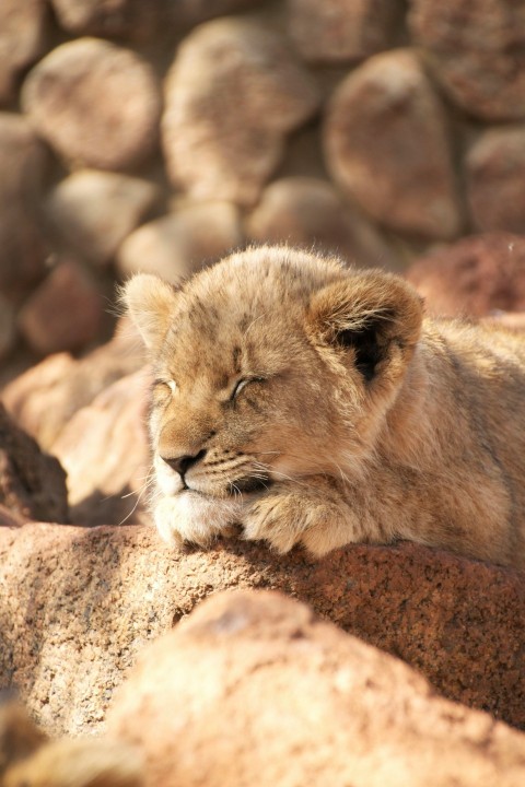 brown lioness lying on brown rock during daytime OZvBo5O