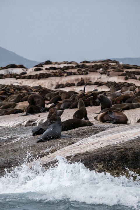 a group of seals on a rocky beach