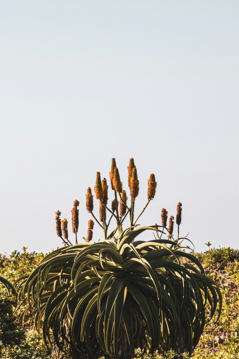 a large plant in the middle of a field