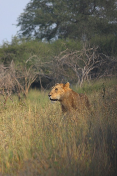 a lion walking through a grass covered field