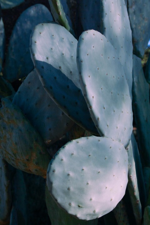 a close up of a cactus plant with lots of leaves