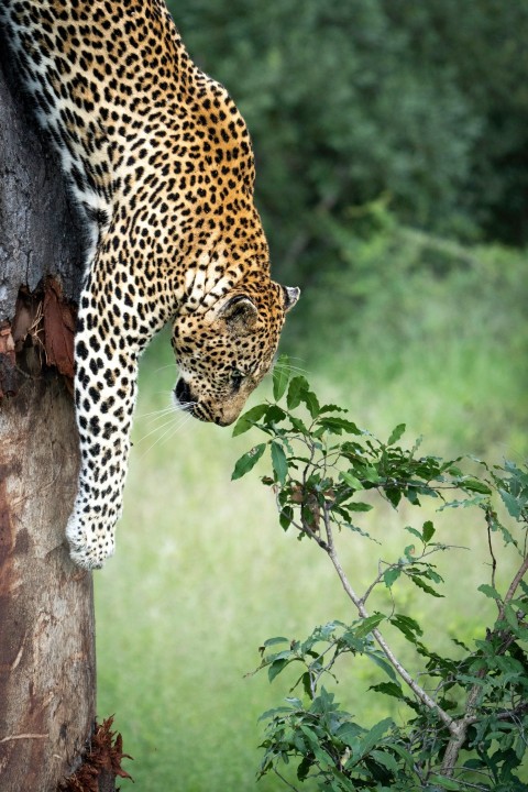 a leopard climbing up the side of a tree