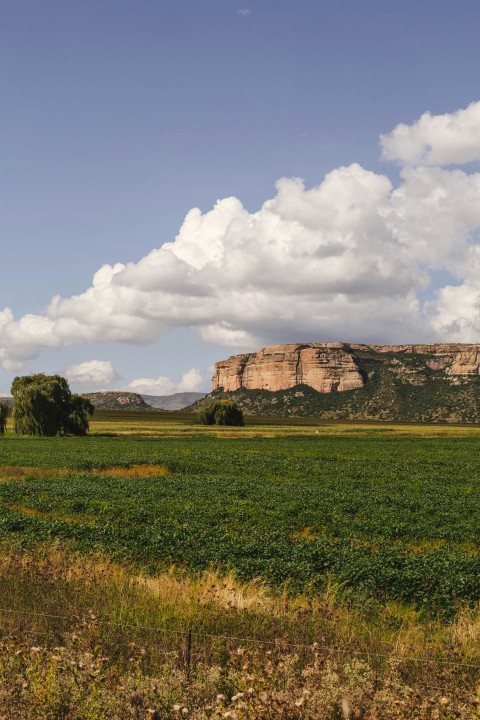 a field with a mountain in the background