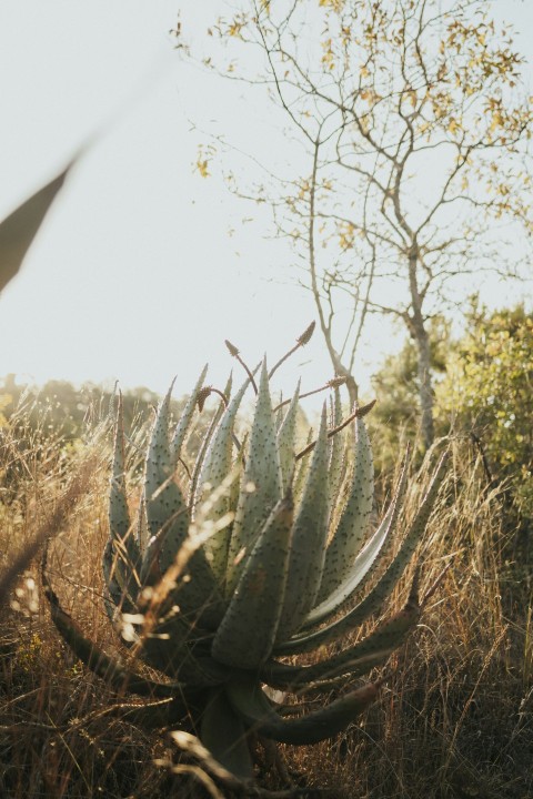 a large cactus in a field of tall grass