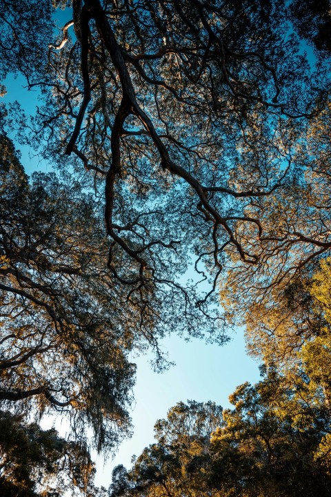 brown and green trees under blue sky during daytime