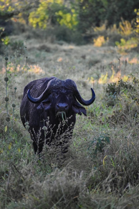 black water buffalo on green grass field during daytime IVPRb3