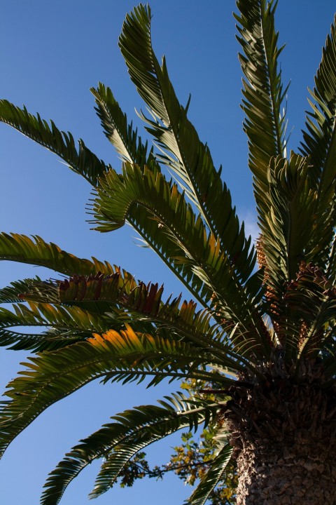 a palm tree with a blue sky in the background