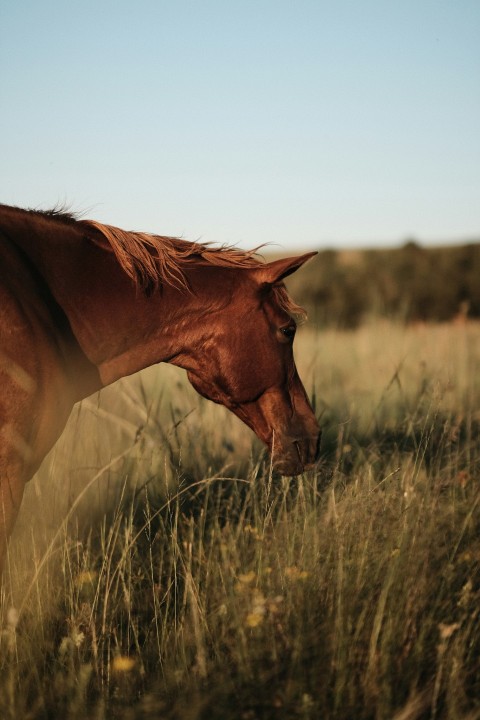 a brown horse standing on top of a lush green field