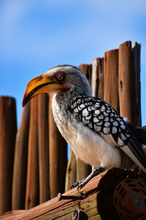 black and white bird on brown wooden fence during daytime