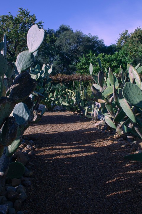 a cactus garden with lots of green plants