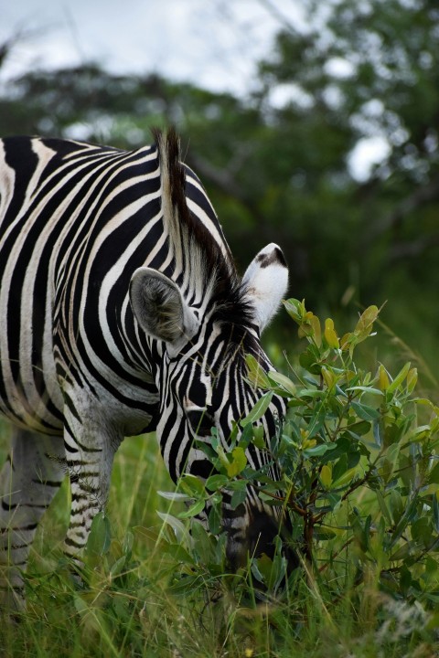 zebra eating grass during daytime f1dGDcB