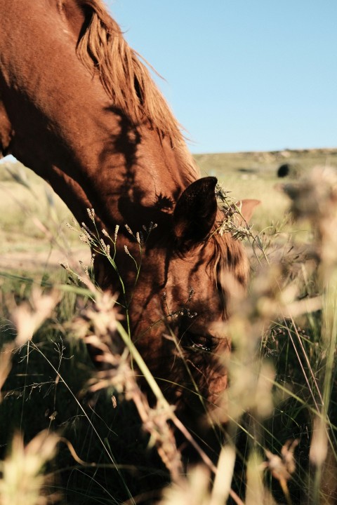 a brown horse eating grass in a field