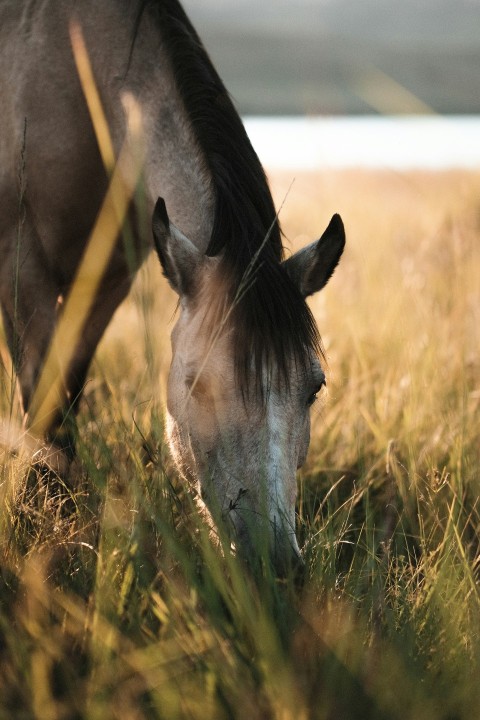 a horse grazing in a field of tall grass