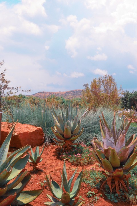 green cactus plant on brown soil during daytime
