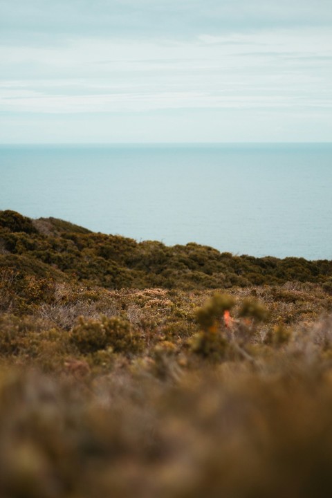 a lone cow standing on a hill overlooking the ocean