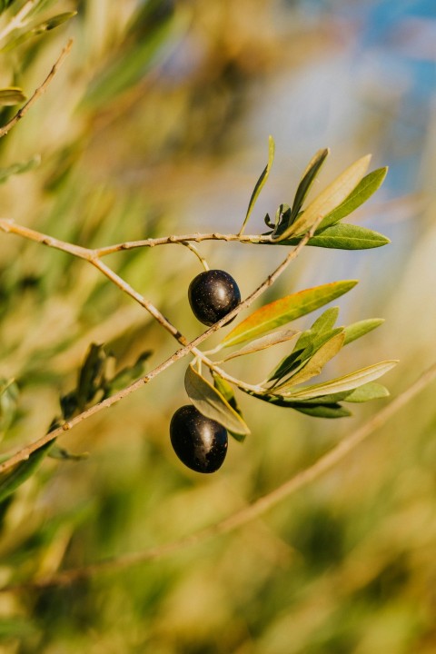 an olive tree branch with two olives on it A0