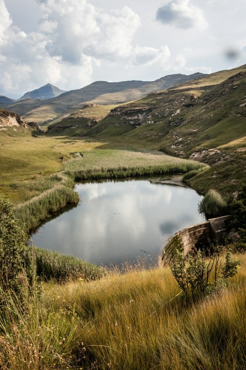 pond between grasses