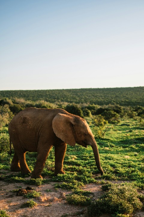 an elephant walking in a field CafXCEzf2