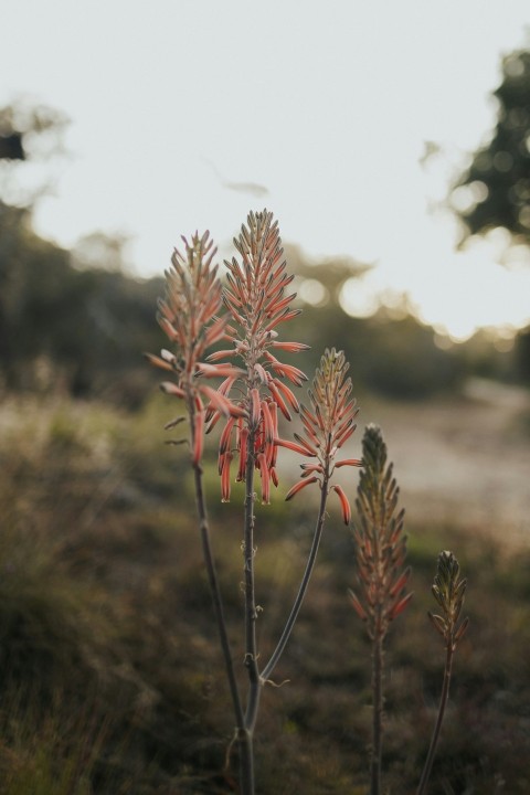 a close up of a flower in a field